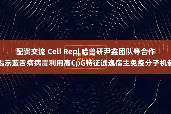 配资交流 Cell Rep| 哈兽研尹鑫团队等合作揭示蓝舌病病毒利用高CpG特征逃逸宿主免疫分子机制